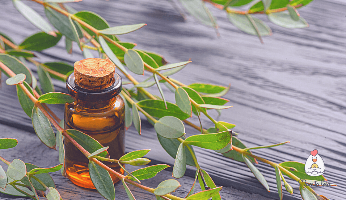 aceites esenciales para la tos eucalipto