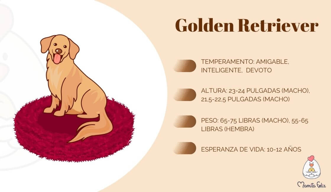 Perros para bebes Golden Retriever
